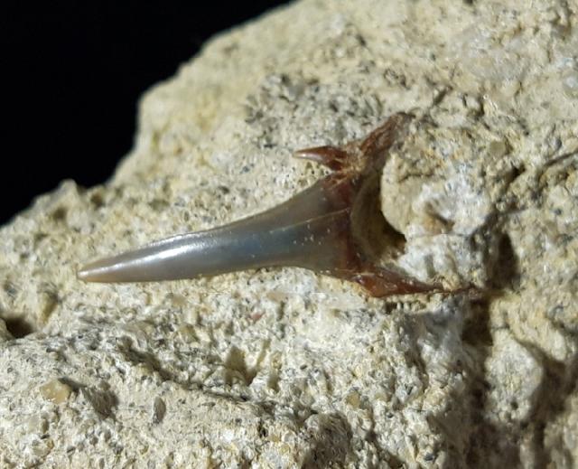 cf. Araloselachus cuspidatus (AGASSIZ 1843) - Bild © FossNet FossilienStore